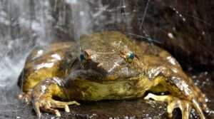 cea mai mare broasca din lume