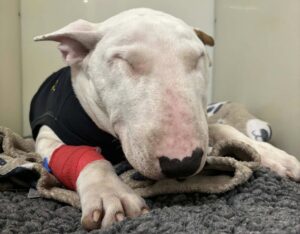 Câine Bull Terrier bolnav