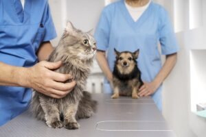 animale tratate de medicii veterinari