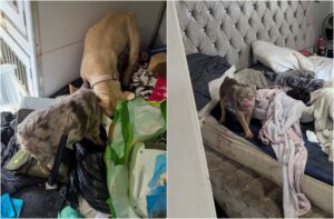 cainii in conditii deplorabile