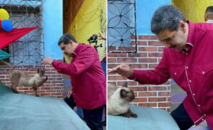 Nicolas Maduro mangaie o pisica