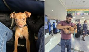 catelusa s-a reunit cu stapanul ei