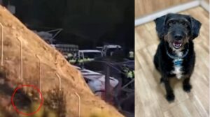 drama-unei-supravietuitoare-a-tragediei-feroviare-din-spania