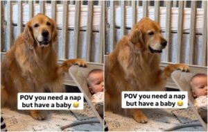 golden retriever langa un bebelus