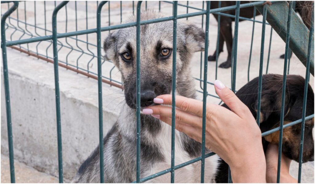 câini din adăpost care interacționează cu o femeie prin gard