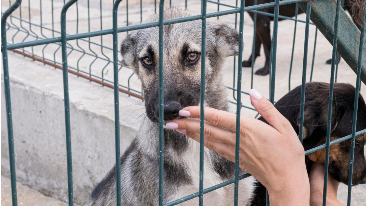 câini din adăpost care interacționează cu o femeie prin gard