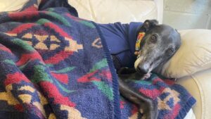 ignorat-din-cauza-varstei-si-a-prejudecatilor-un-ogar-este-adoptat-dupa-3-ani-petrecuti-in-adapost