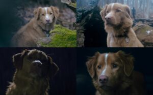 Colaj foto cu Indy, câinele care a jucat în filmul Good Boy