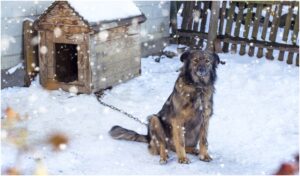 caine in lesa, langa cusca, iarna