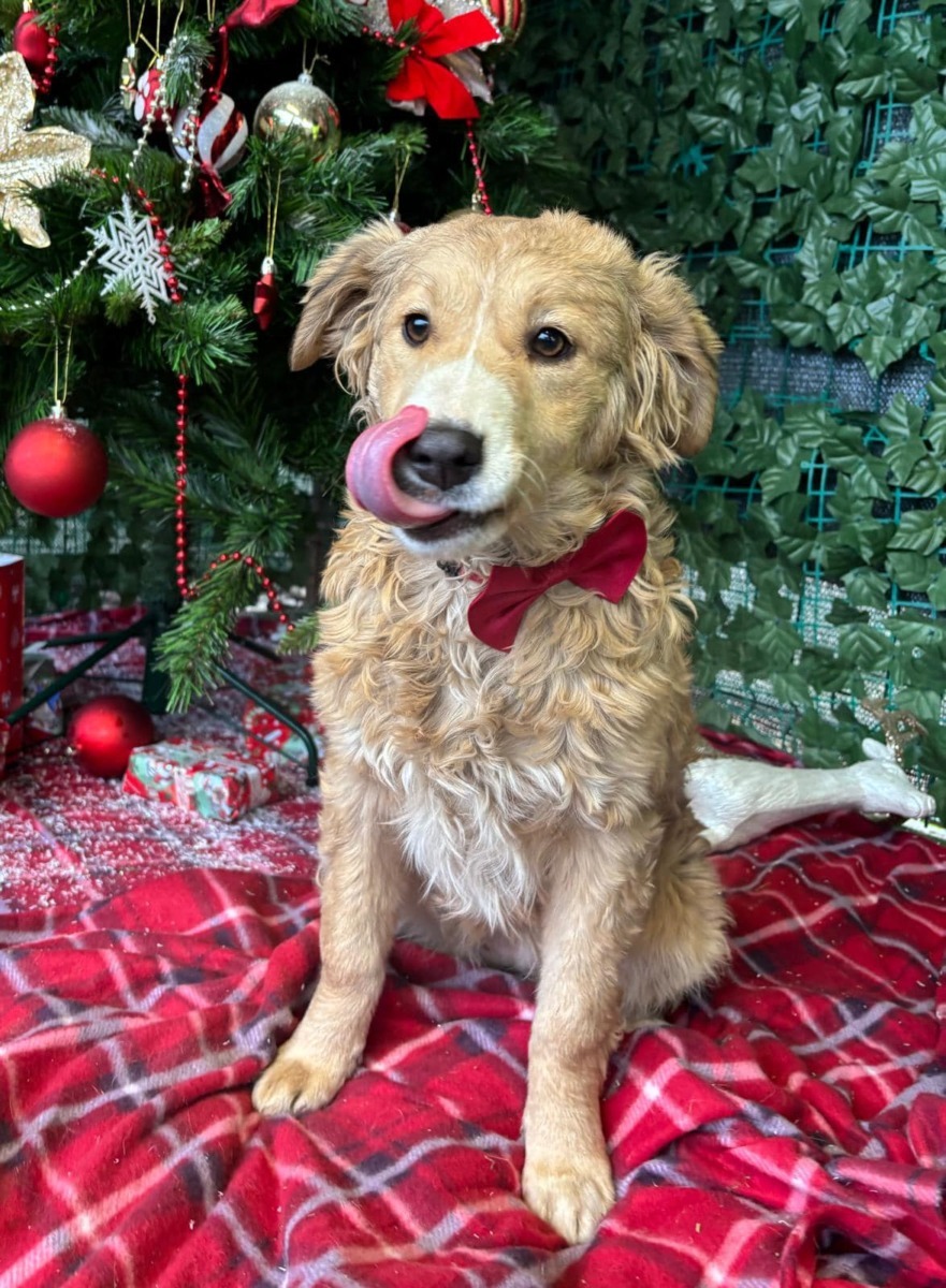 molly-catelusa-aspa-1