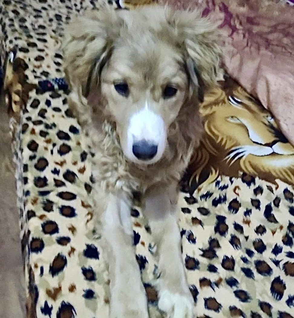 molly-catelusa-aspa-2