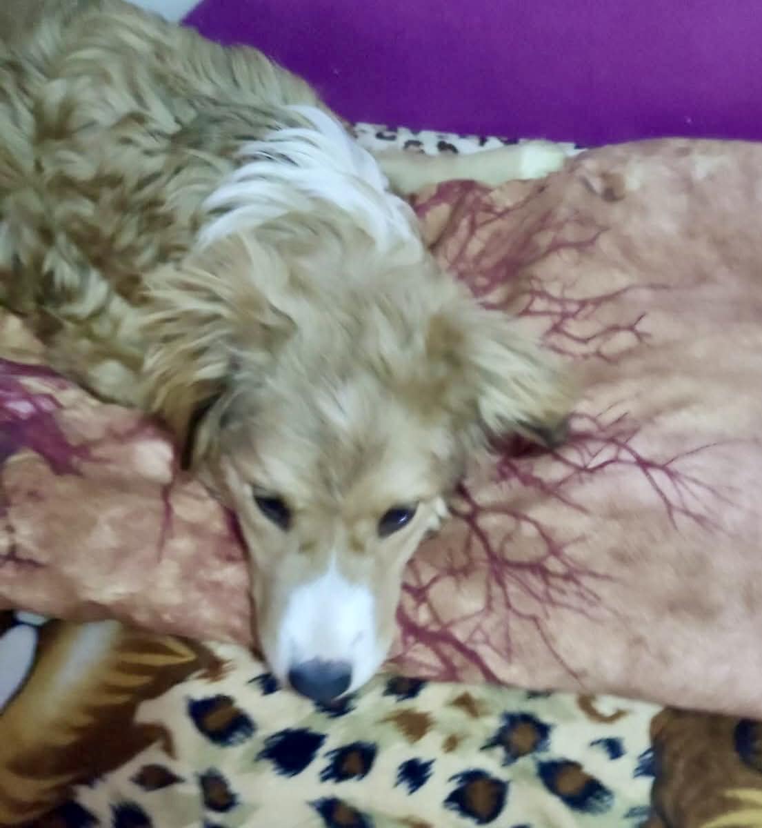 molly-catelusa-aspa-3