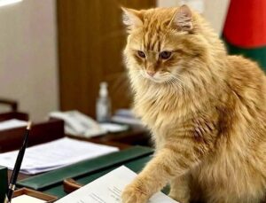 motanul vedeta pe internet