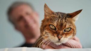 pisica s-a intors acasa