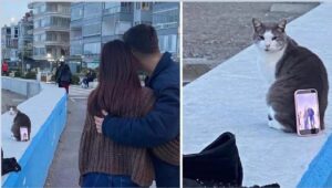 o-pisica-vagaboanda-folosita-de-doi-indragostiti-ca-suport-de-telefon