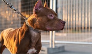 câine pitbull în lesă