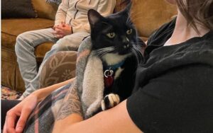 pisica reunita cu familia ei