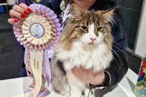 Pisica Clotilde of Phoenix’s Cats