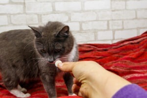 O pisică adulmecă o pastilă