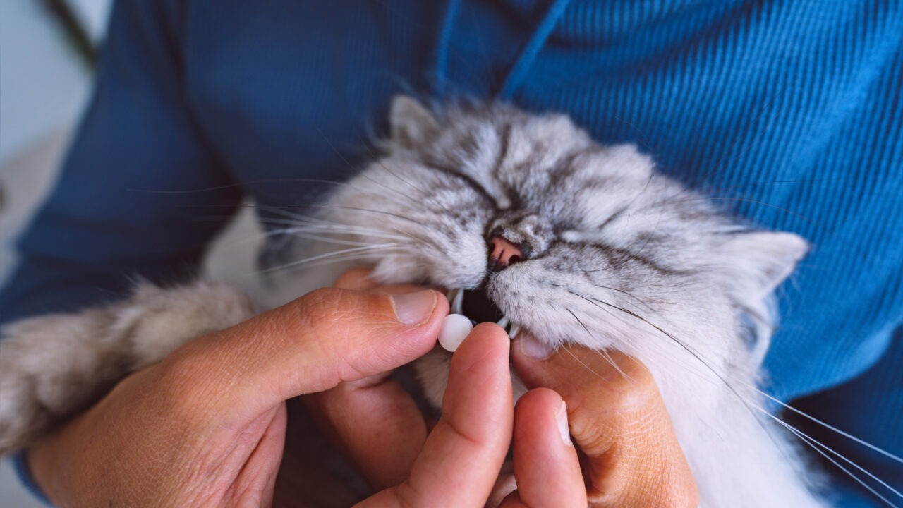 O persoană îi administrează medicamente unei pisici