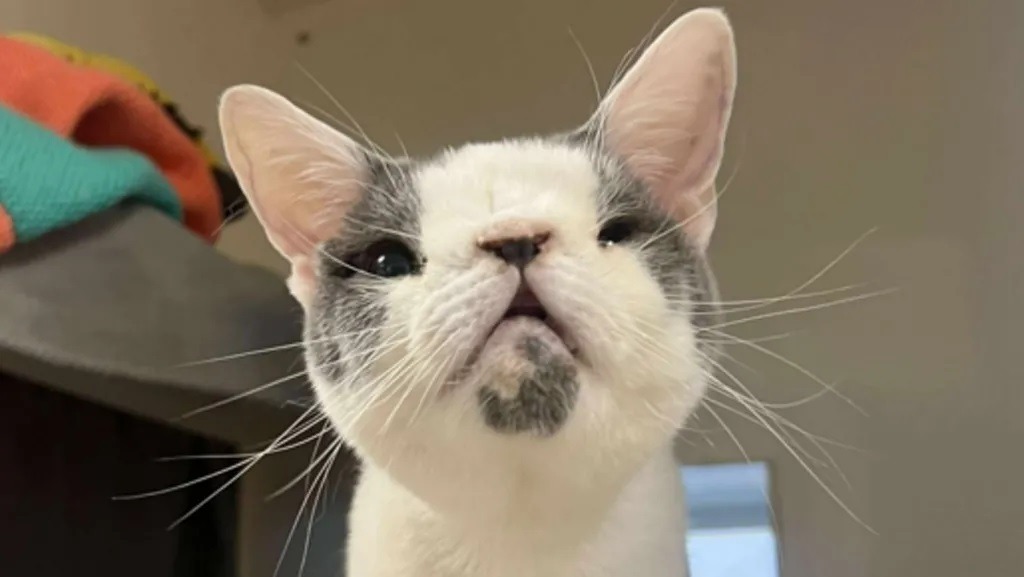 pisica Sid are o malformatie nazala