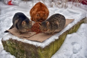 pisici mancand pe un carton iarna