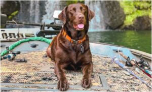 câine fericit pe o pluta