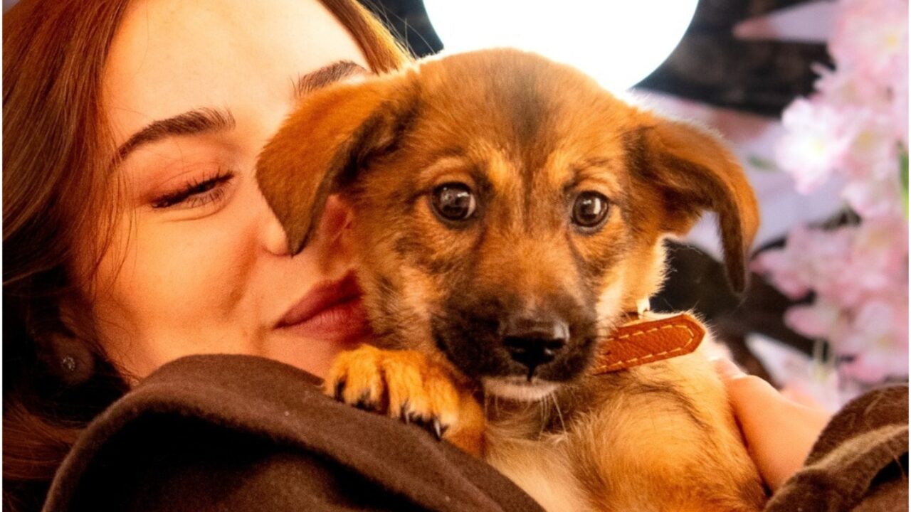 cățel în brațele unei fete