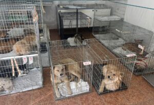 protectia-animalelor-CJ-Ilfov-a-facut-bilantul-anului-2025