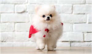 pomeranian cu accesoriu rosu