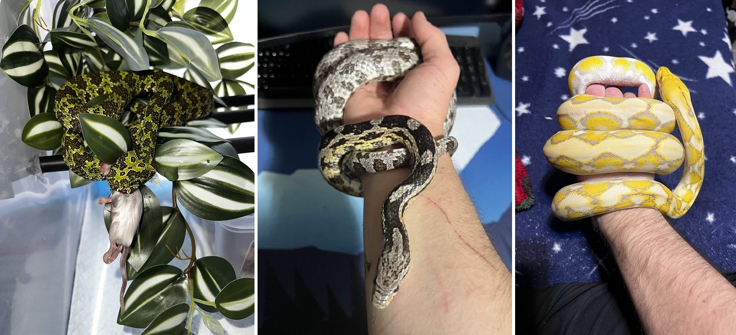 reptile veninoase in apartament