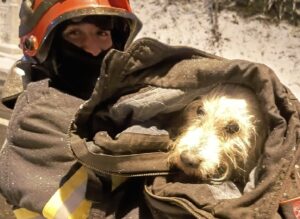Un pompier ține câinele pe care l-a salvat într-o pătură