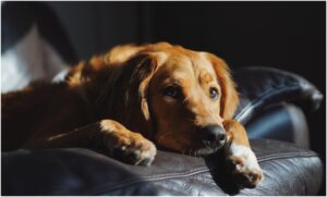 caine stand pe canapea