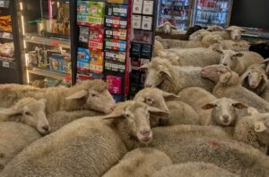 turma de oi in magazin