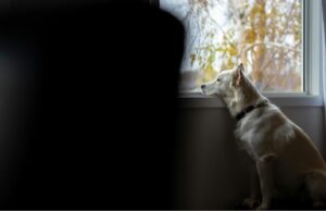 cainele a ramas singur acasa