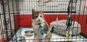 targ de adoptii pisici