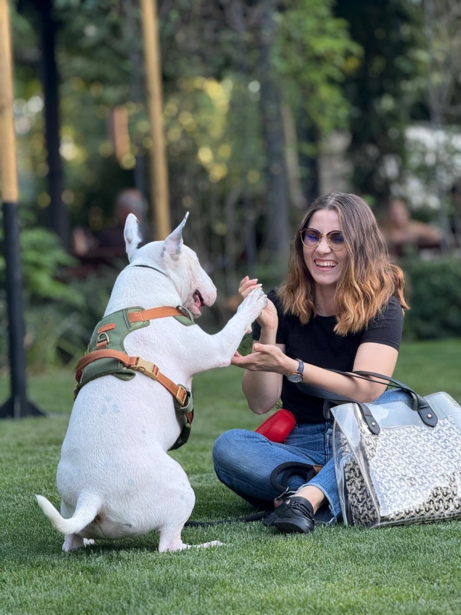 toto-bull-terrier-timisoara (1)