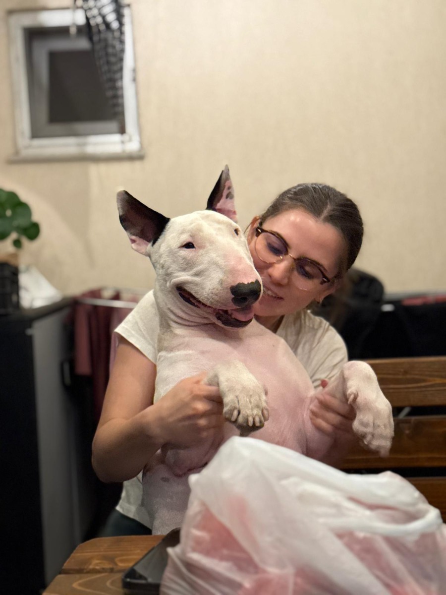 toto-bull-terrier-timisoara (3)