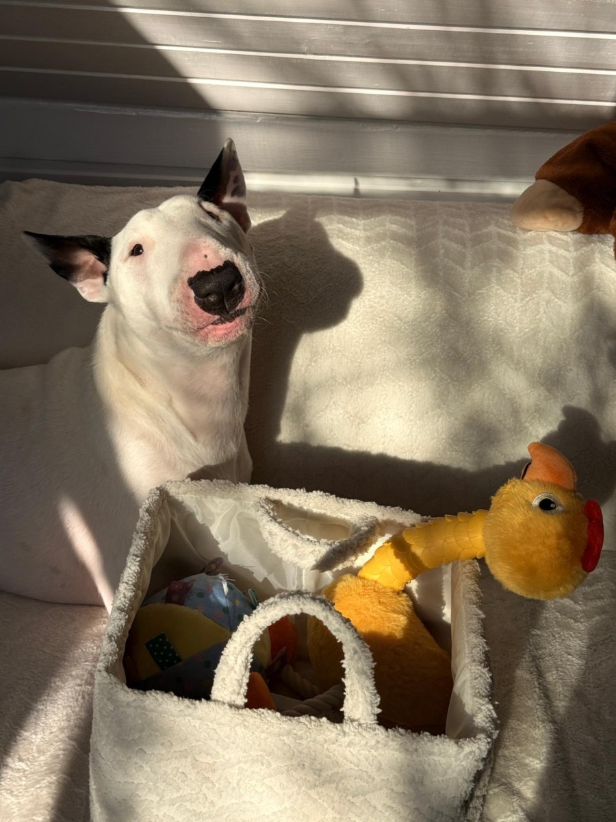 toto-bull-terrier-timisoara (4)