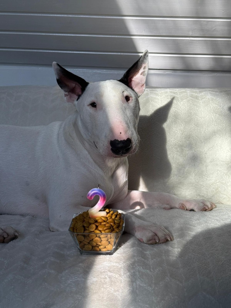 toto-bull-terrier-timisoara (5)