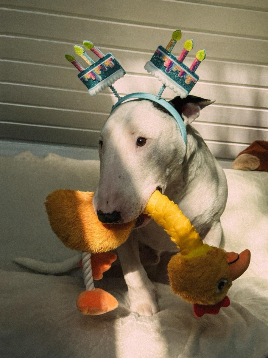 toto-bull-terrier-timisoara (6)