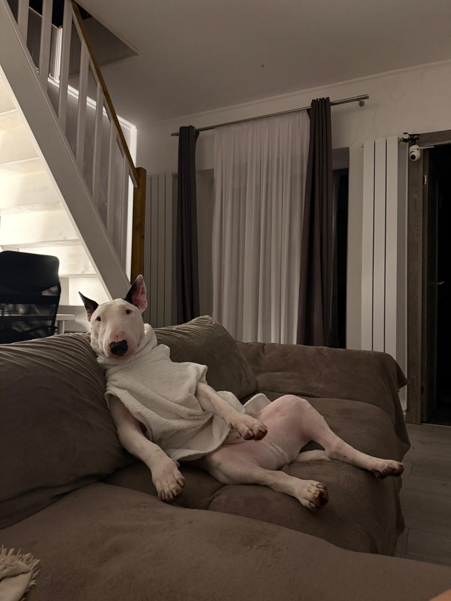 toto-bull-terrier-timisoara (8)