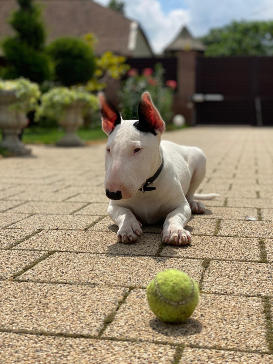 toto-bull-terrier-timisoara (9)
