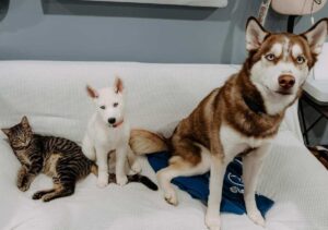 prietenia dintre un motan si husky