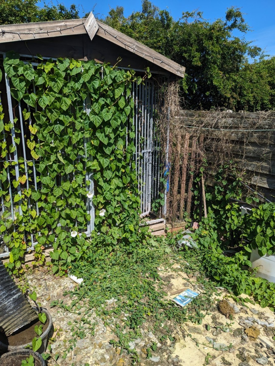 ramasite-caini-casa-barbat