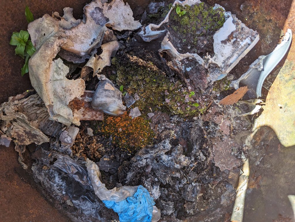 ramasite-caini-casa-barbat