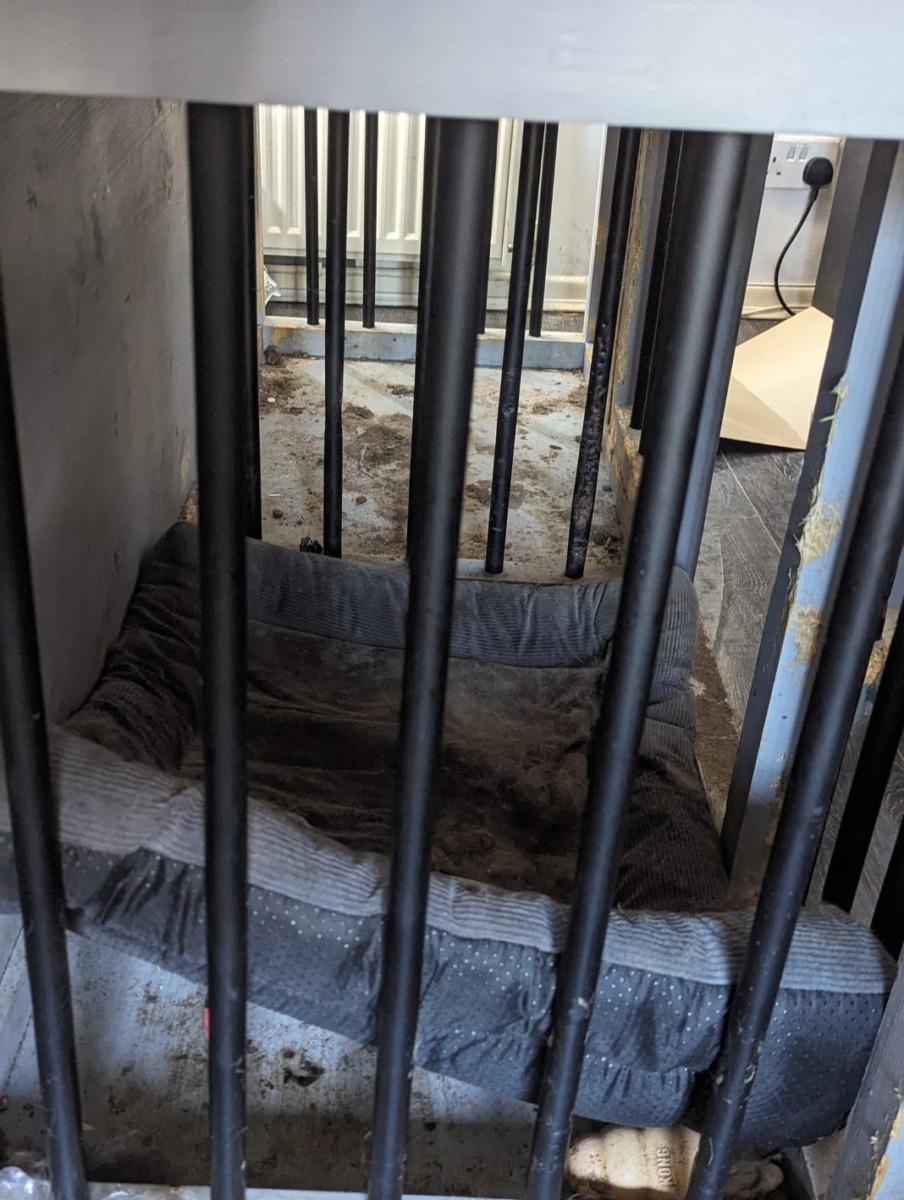 ramasite-caini-casa-barbat