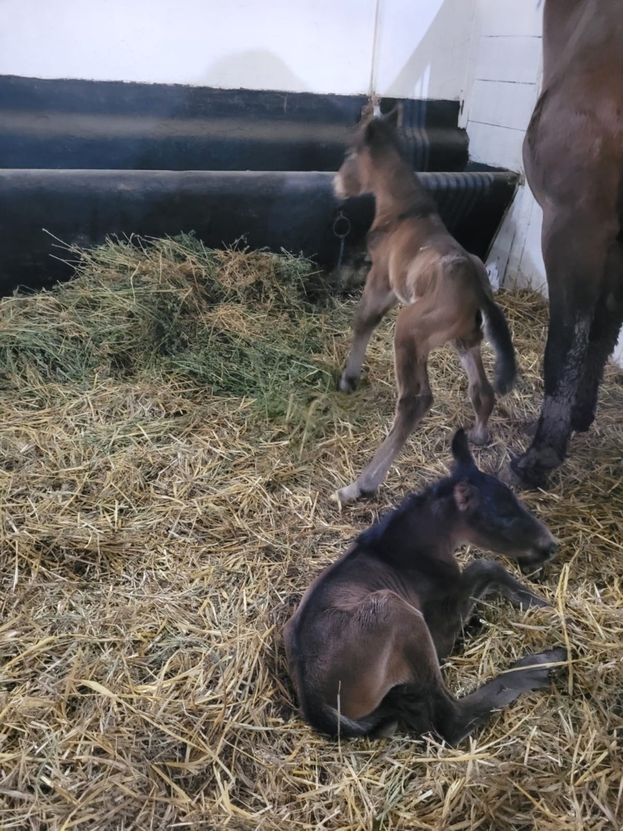 627681745_1317565367075771_8291943831606150393_n