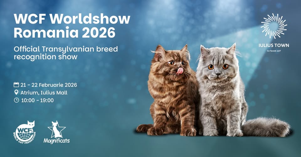 Afișul evenimentului dedicat pisicilor organizat la Timișoara
