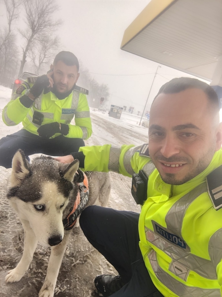 Câine husky salvat de polițiști